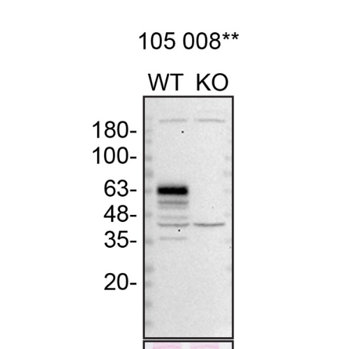 WB Image