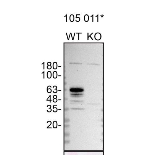 WB Image