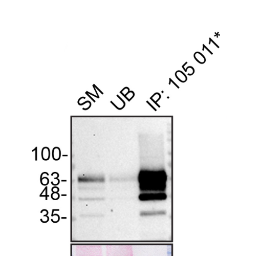 IP Image