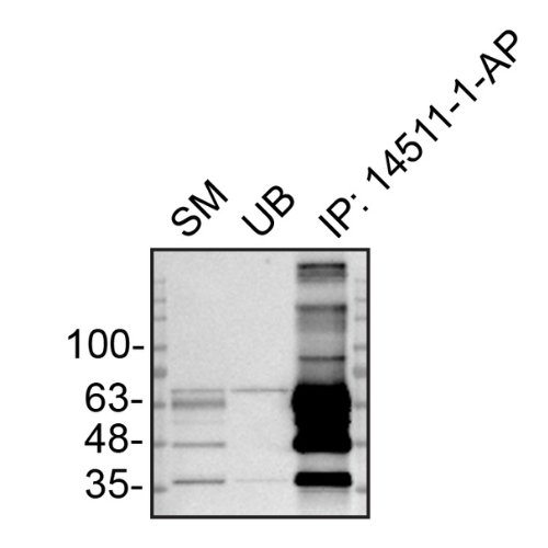 IP Image