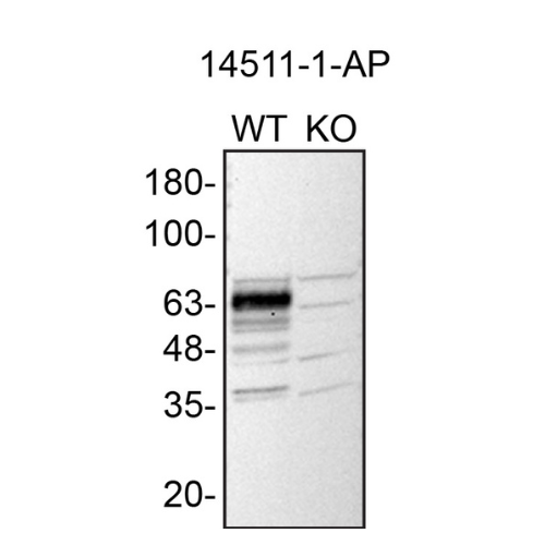 WB Image