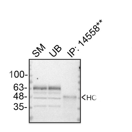 IP Image