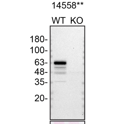 WB Image