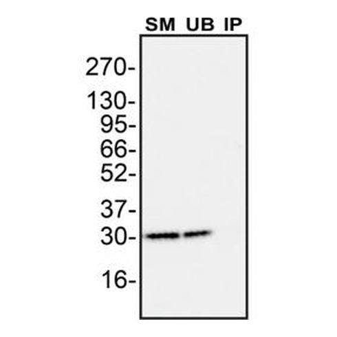 IP Image