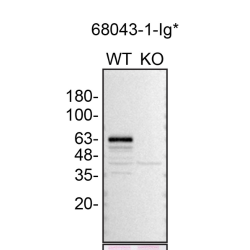 WB Image