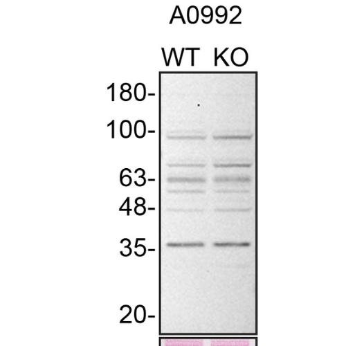 WB Image