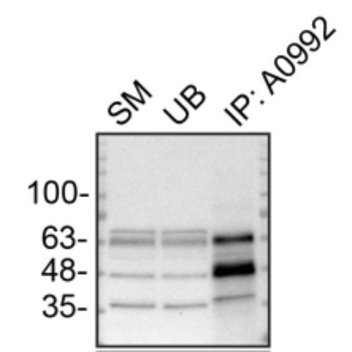 IP Image