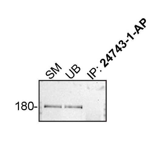IP Image