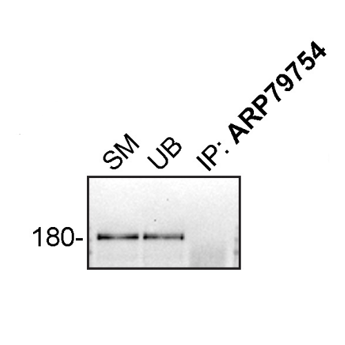 IP Image