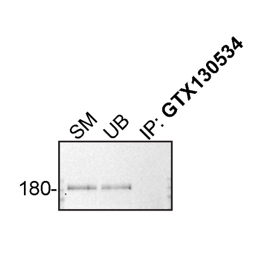 IP Image