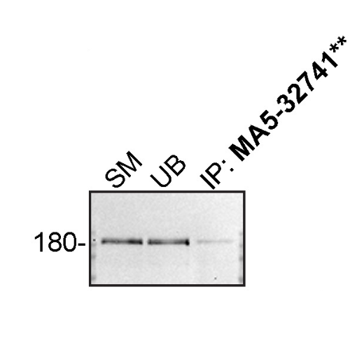 IP Image