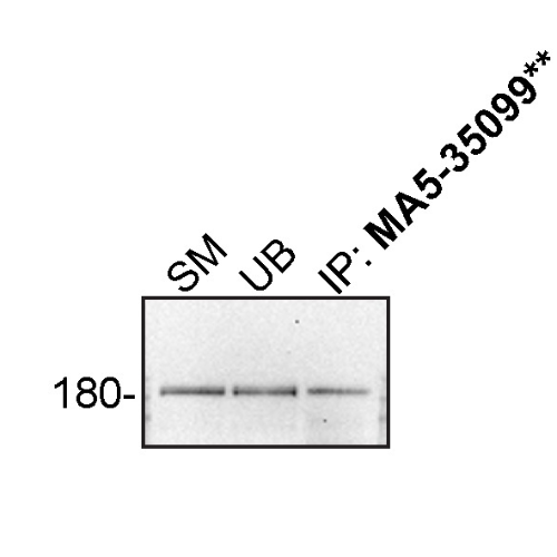 IP Image