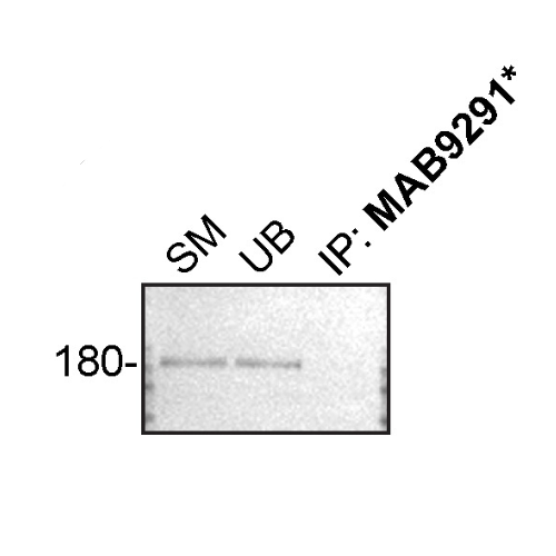 IP Image