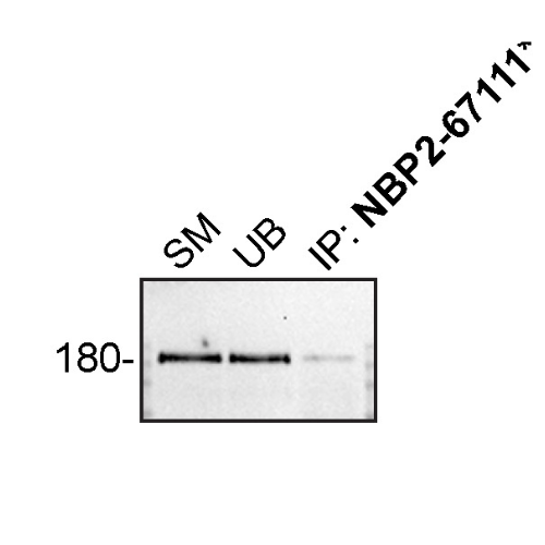 IP Image