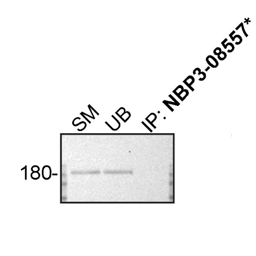 IP Image