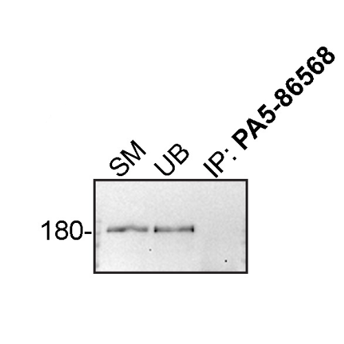 IP Image