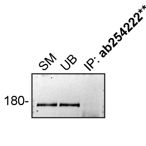 IP Image