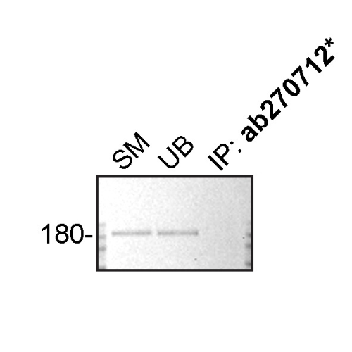 IP Image