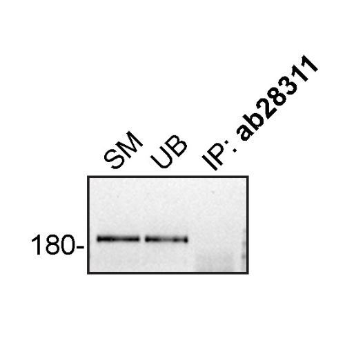 IP Image