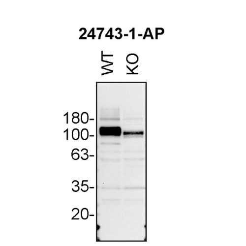 WB Image
