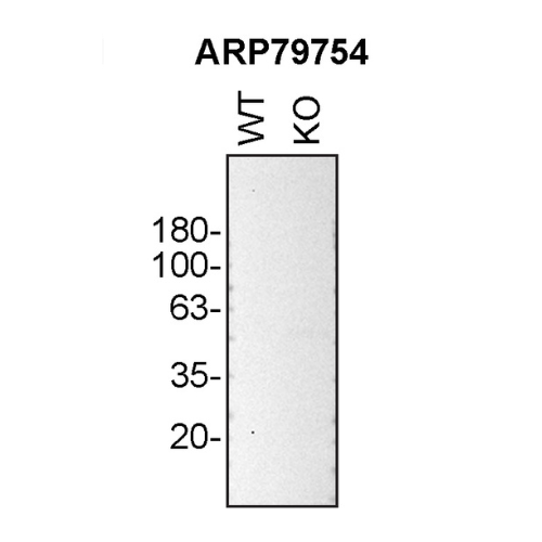 WB Image