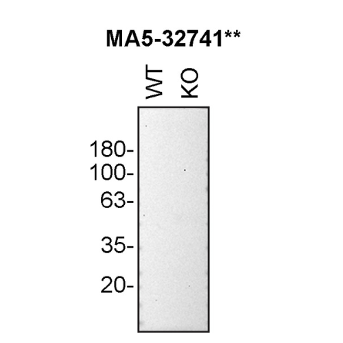 WB Image