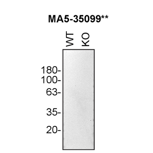 WB Image