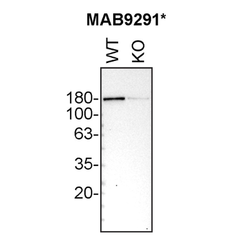 WB Image
