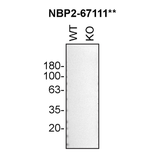 WB Image