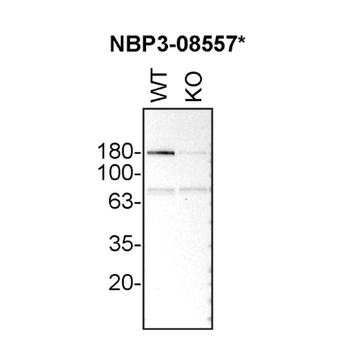 WB Image