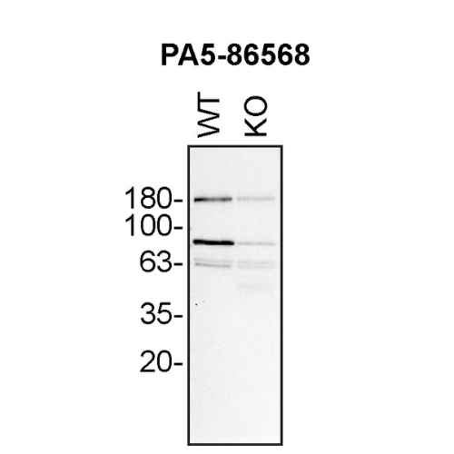WB Image