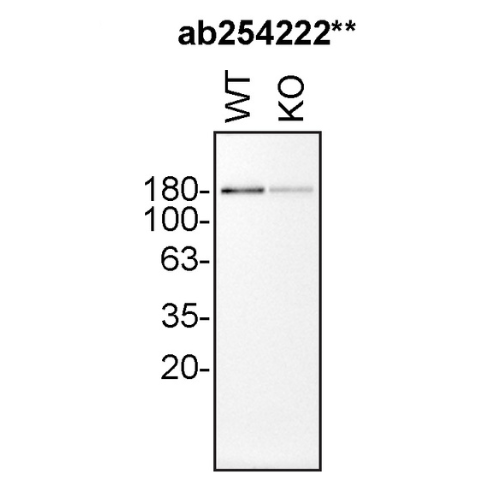 WB Image