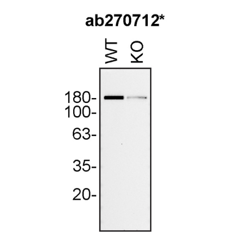 WB Image