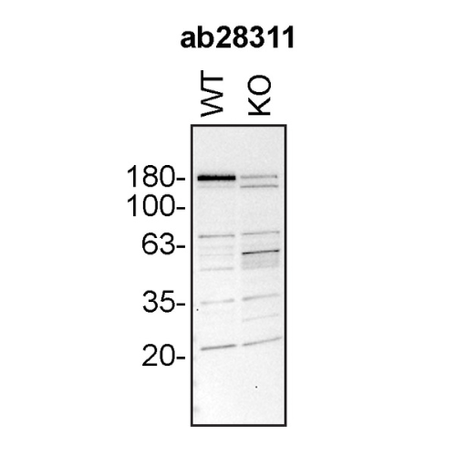 WB Image