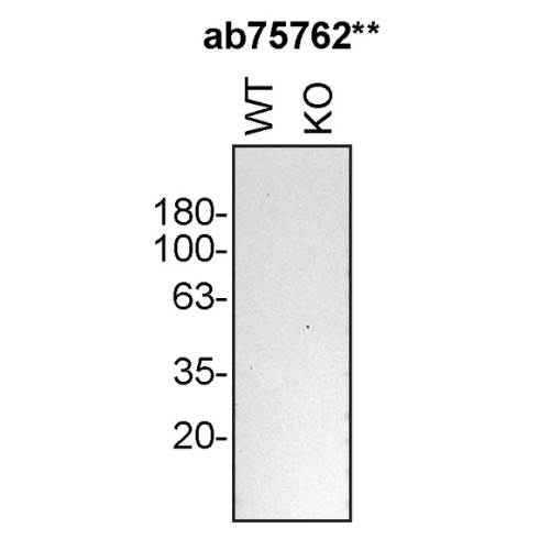 WB Image