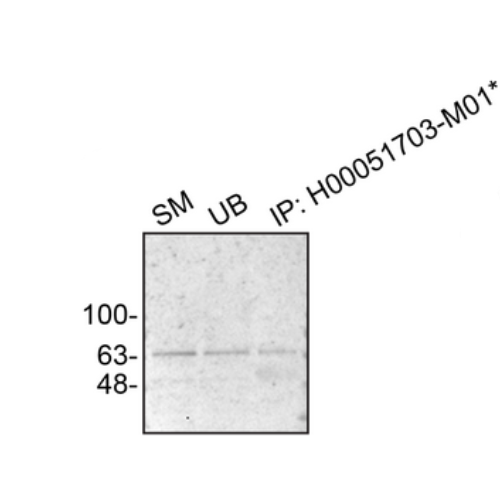 IP Image