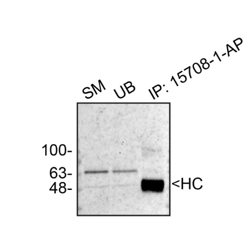 IP Image