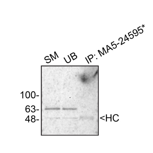 IP Image