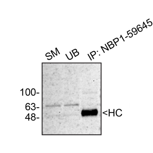 IP Image