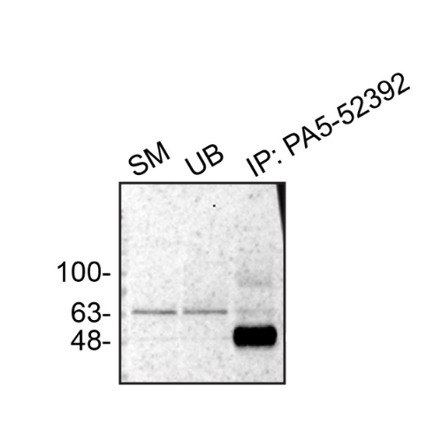 IP Image