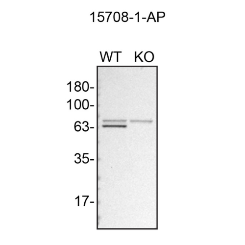 WB Image