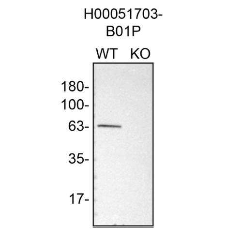 WB Image