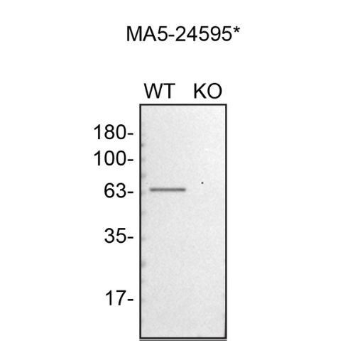WB Image