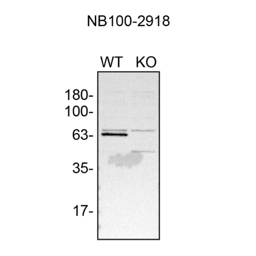 WB Image