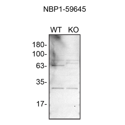 WB Image