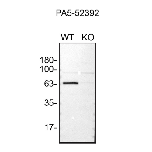 WB Image