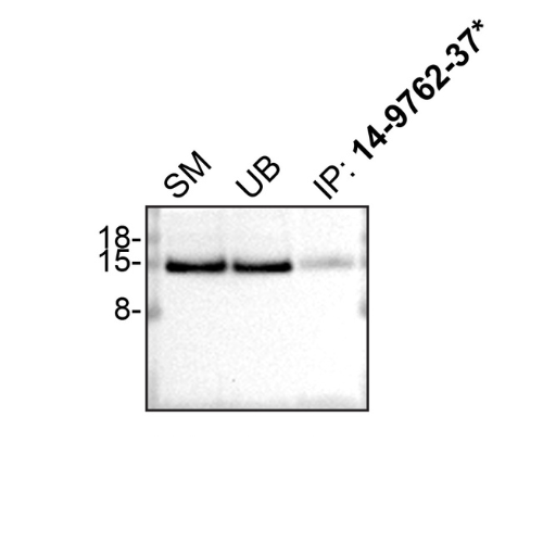 IP Image