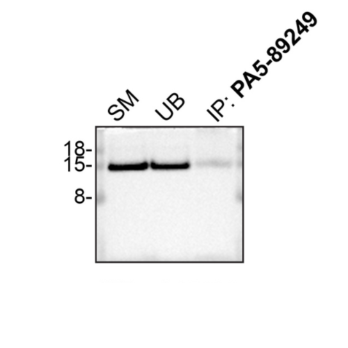 IP Image