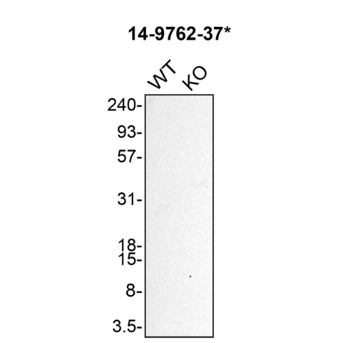 WB Image