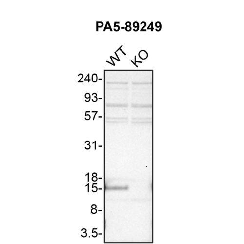 WB Image